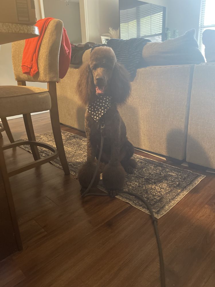 ZOOMIN GROOMIN ARLINGTON, COLLIERVILLE, TN Updated September 2024 13 Photos ARLINGTON