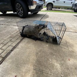 Raccoon Raccoon