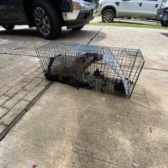 Texans Rodent Removal - Raccoon - Pest Control Near Me - Spring, Texas Texans Rodent Removal - Raccoon - Pest Control Near Me - Spring, Texas