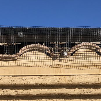 Absolute Pest Solutions - Pest Control Near Me - Phoenix, Arizona Absolute Pest Solutions - Pest Control Near Me - Phoenix, Arizona