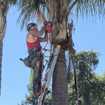 North Ridge Tree Service - Attention to detail... - Tree Services Near Me North Ridge Tree Service - Attention to detail... - Tree Services Near Me