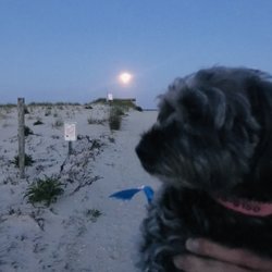 Maplewood Animal Hospital - Murphy on vacation at the Jersey Shore