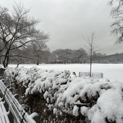 Sheep Meadow