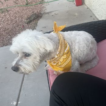You Dirty Dog - Pet Groomers Near Me You Dirty Dog - Pet Groomers Near Me