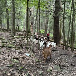 Frederick Farm Goat Rescue and Sanctuary - Hiking through the beautiful wooded property with the best guides!
