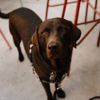 Federales Tacos & Tequila - Logan Square - a brown dog looking up at the camera - Bars Near Me - Chicago, Illinois Federales Tacos & Tequila - Logan Square - a brown dog looking up at the camera - Bars Near Me - Chicago, Illinois