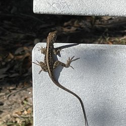 Venetian Waterway Park - Wildlife