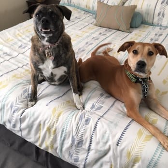 Peaceful Playful Pets - Pet Sitting Near Me Peaceful Playful Pets - Pet Sitting Near Me