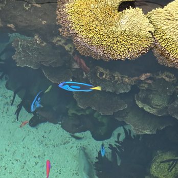Oceanário de Lisboa - Dory!! - Aquariums Near Me - Lisbon, 11 Oceanário de Lisboa - Dory!! - Aquariums Near Me - Lisbon, 11