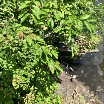 Lettuce Lake Park - camouflaged baby alligators, I swear I counted 12 of them - Parks Near Me - Tampa, Florida
