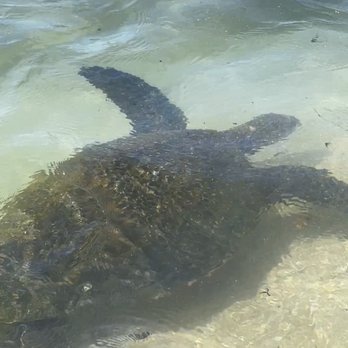 Hawaii Turtle Tours - Sea turtle - Tours Near Me - Honolulu, Hawaii Hawaii Turtle Tours - Sea turtle - Tours Near Me - Honolulu, Hawaii