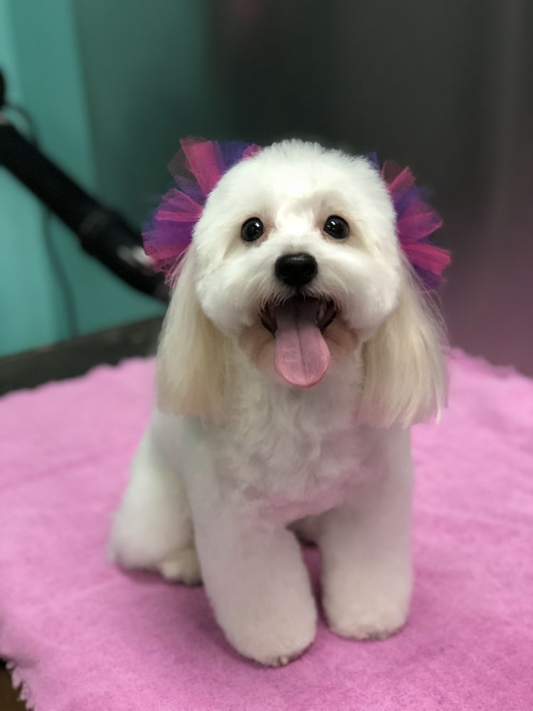 PET STYLES BY SHARON Updated September 2024 19455 Gulf Blvd, Indian