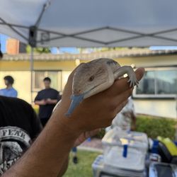 Warmhearted Reptiles