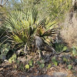 Nearly Native Nursery - Saw palmetto and cactus