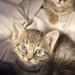 Valley Animal Center - Stray kittens I'm homing!!