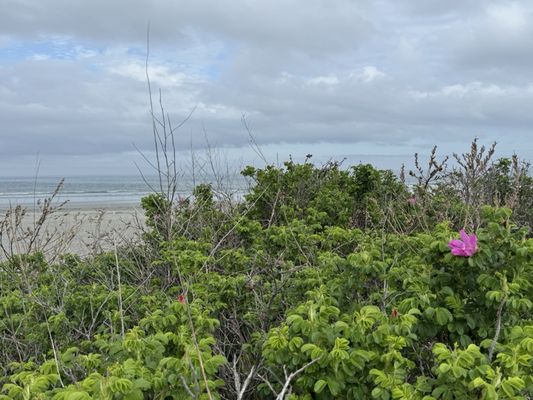 Nahant Beach by null