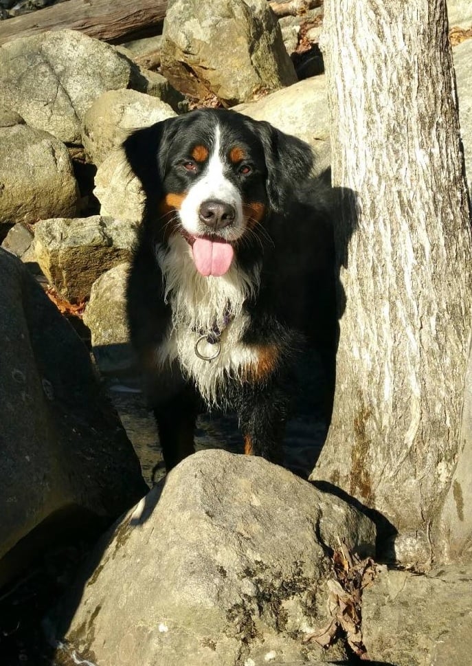 STELLA’S BARN AND BOARDING Updated July 2024 20 Photos 17 Davis