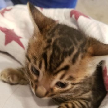 Baby Bengals - Pet Breeders Near Me Baby Bengals - Pet Breeders Near Me