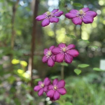 Botanica  - Nurseries & Gardening Near Me - Sebastopol, California