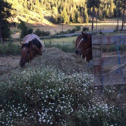 Rider Ranch - Other horses
