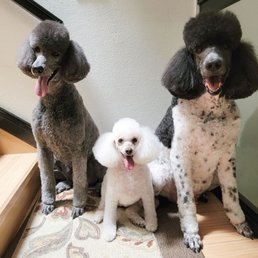 Dogs have just had their grooming done by Tracy and her Team. As always, job well done and my dogs are happy! Dogs have just had their grooming done by Tracy and her Team. As always, job well done and my dogs are happy!
