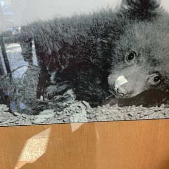 Smokey Bear Museum - Baby Smokey - Museums Near Me - Capitan, New Mexico
