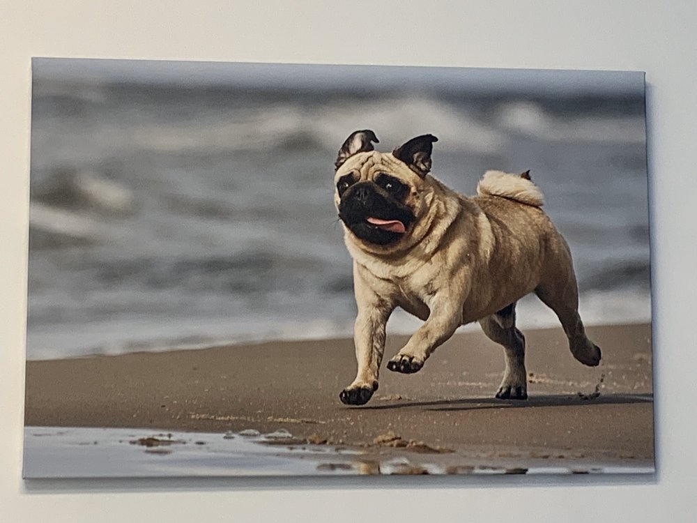 COLLEGE ANIMAL HOSPITAL 43 Photos & 153 Reviews 5653 El Cajon Blvd, San Diego, California