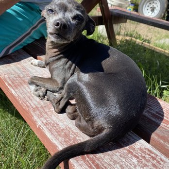 Echo Valley Park Campground - Gary's adorable dog Ruby who we wanted to steal - RV Parks Near Me - Custer, South Dakota Echo Valley Park Campground - Gary's adorable dog Ruby who we wanted to steal - RV Parks Near Me - Custer, South Dakota
