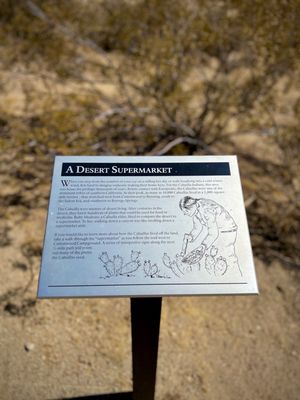 Cottonwood Spring by null