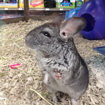 Petco - Chinchilla - Pet Stores Near Me - Santa Barbara, California