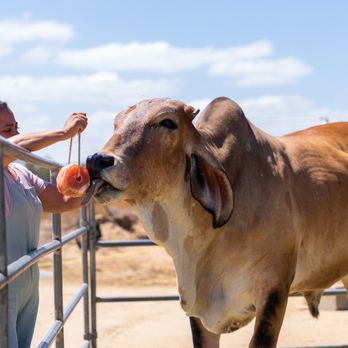 Sugarplum Zoo - a woman feeding a cow - Chocolatiers & Shops Near Me - Temecula, California Sugarplum Zoo - a woman feeding a cow - Chocolatiers & Shops Near Me - Temecula, California