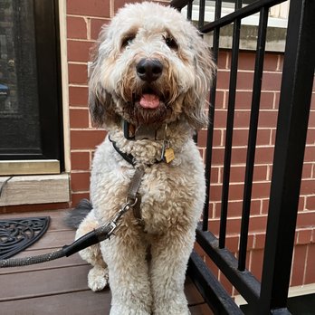 Dogs Day Inn - Pet Sitting Near Me - Chicago, Illinois Dogs Day Inn - Pet Sitting Near Me - Chicago, Illinois
