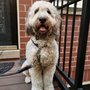 Photo of Dogs Day Inn