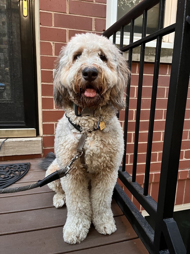 DOGS DAY INN Updated September 2024 37 Photos & 43 Reviews 1719 W