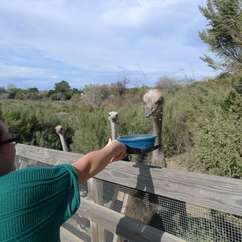 Ostrichland USA - yummm - Attraction Farms Near Me - Solvang, California