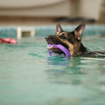 Water Dog Spa - Pet Services Near Me - Seattle, Washington Water Dog Spa - Pet Services Near Me - Seattle, Washington