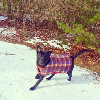 Massachewsetts Pet Service - Dog Walkers Near Me