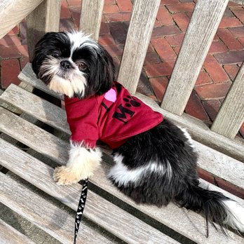 The Balanced K-9 - Pet Training Near Me - Bridgeport, Connecticut