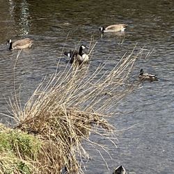 Ducks enjoying the cool water of Beargrass Creek.