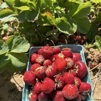 Tindall Farms - June 13, 2026 end of season strawberries - Pick Your Own Farms Near Me - West Windsor, New Jersey Tindall Farms - June 13, 2026 end of season strawberries - Pick Your Own Farms Near Me - West Windsor, New Jersey