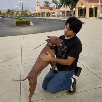 Ravenous Canine - Pet Training Near Me Ravenous Canine - Pet Training Near Me