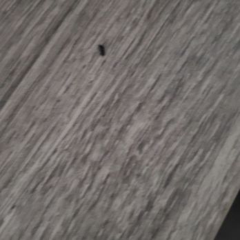 Golden State Storage - Blue Diamond - Mouse droppings - Self Storage Near Me - Las Vegas, Nevada Golden State Storage - Blue Diamond - Mouse droppings - Self Storage Near Me - Las Vegas, Nevada