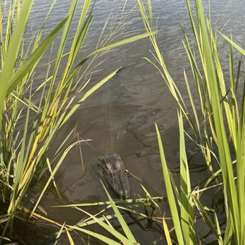 Ragin Cajun Airboat Tours - One of many alligators we saw on the ride - Boat Tours Near Me - Luling, Louisiana Ragin Cajun Airboat Tours - One of many alligators we saw on the ride - Boat Tours Near Me - Luling, Louisiana