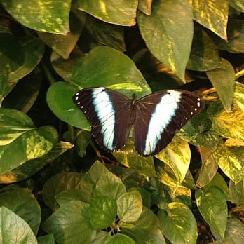 Schmetterlinghaus - Black and blue butterfly - Botanical Gardens Near Me - Vienna, 9 Schmetterlinghaus - Black and blue butterfly - Botanical Gardens Near Me - Vienna, 9