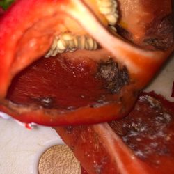 Food 4 Less - Mold !