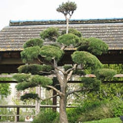 Jardin Japonais