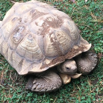 Critchlow Alligator Sanctuary - Animal Shelters Near Me - Athens, Michigan