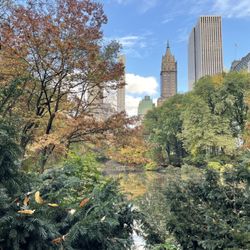 A and Faye Bed & Breakfast - View from Central Park