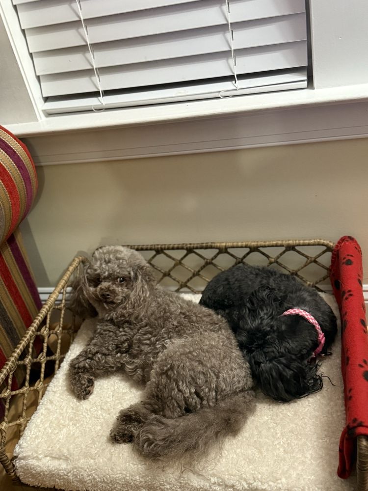 Paws Inn Image