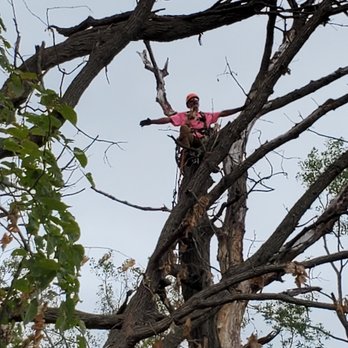 LT Tree Service - Tree Services Near Me LT Tree Service - Tree Services Near Me